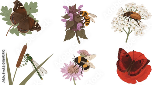 Fotografie Collection of insects and pollinators including butterflies bees and dragonflies