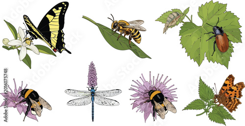 Bild auf Leinwand Collection of diverse insects and pollinators including butterflies bees and dra