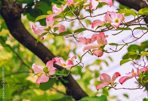 春を告げるハナミズキの花