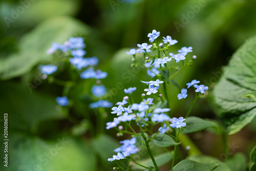 Delicate small blue wildflowers blooming among lush green leaves, captured with soft focus and natural bokeh for spring garden and woodland themes.