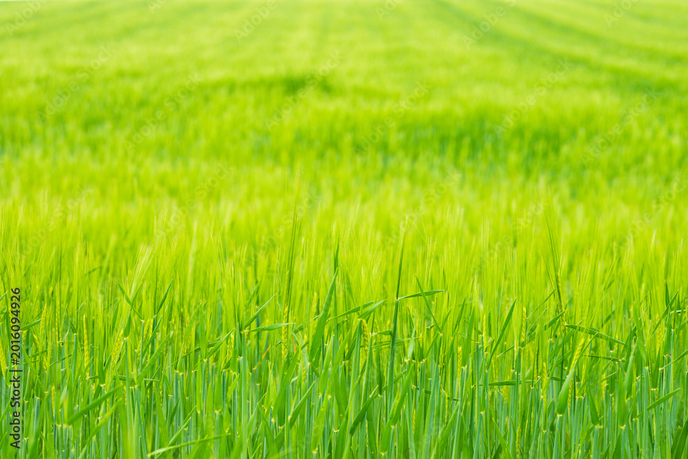 Obraz premium Lush green wheat field texture background