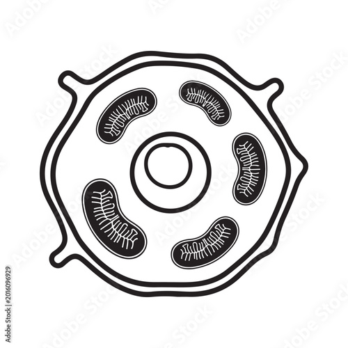 Bild auf Leinwand Biological cell vector icon with nucleus and mitochondria