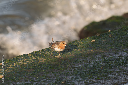 Konstfotografi Red-necked Stint walking on seaweed covered shore