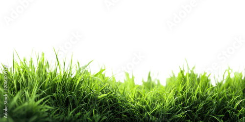 Green grass border isolated on transparent background