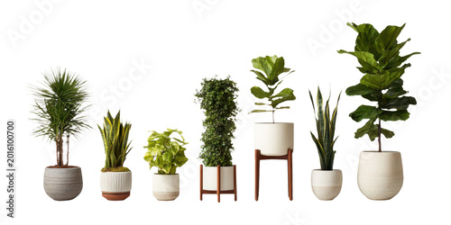 Assortment of seven potted houseplants, featuring fiddle leaf fig, snake plants, and dracaena, isolated on transparent background