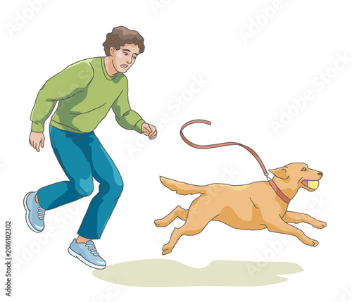 Man running after playful Labrador dog carrying tennis ball on leash