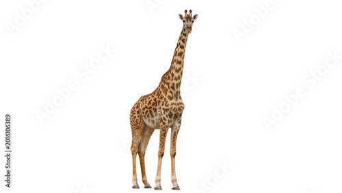 Majestic giraffe with distinctive patterned coat, isolated on transparent background
