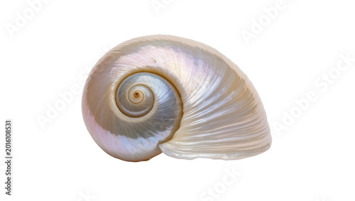Bild auf Leinwand Iridescent pearly nautilus shell spiral, isolated on transparent background