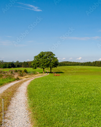 Path winds through green fields leading to trees under a clear blue sky in a rural area during daytime
