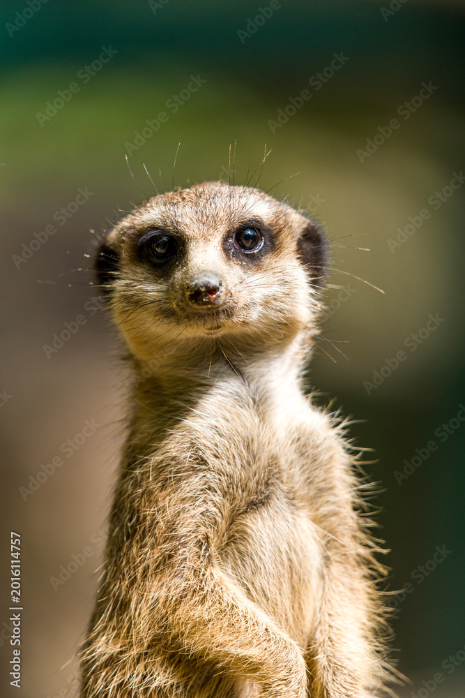 Fototapeta premium Alert Meerkat Portrait At Zoo Standing Upright With Curious Expression And Soft Natural Light