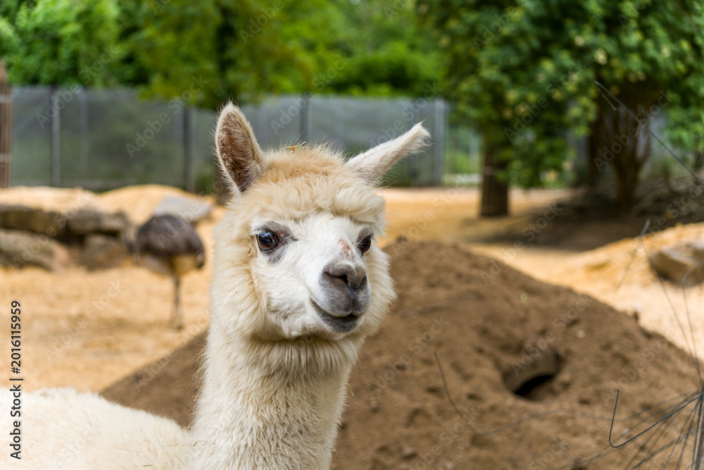 Obraz premium Curious White Alpaca Portrait at a Zoo Enclosure With Soft Natural Light and Green Background