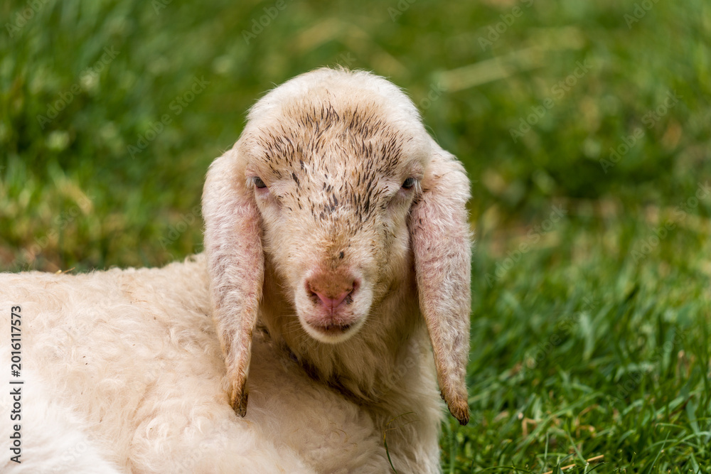 Obraz premium Young Lamb Resting on Green Grass at Zoo — Close-Up Portrait of Baby Sheep