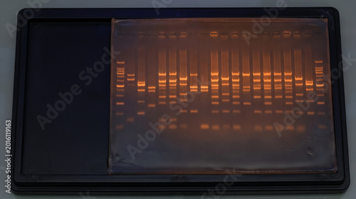 DNA agarose gel electrophoresis slab with glowing orange bands under ultraviolet light forensic genetics science laboratory overhead macro.