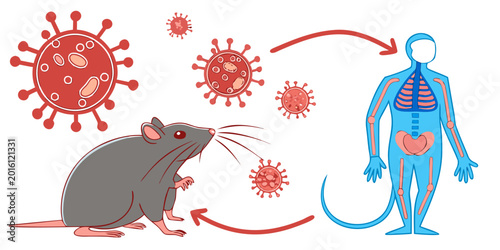 Hantavirus pathogen outbreak creates respiratory infections, pneumonia symptoms and hemorrhagic diseases through rodent transmission.