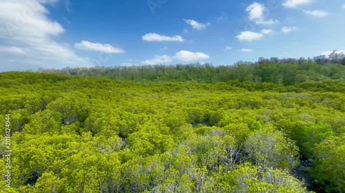 Green mangrove forest landscape and blue sky