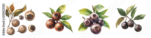 Photos An allspice berries set, Minimal yet artistic elements for creative designs