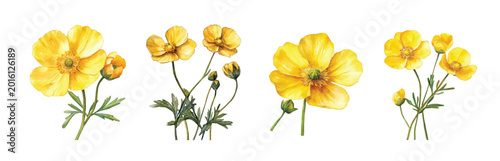 Foto Flower collection, Set of buttercup flower paintings, Minimal yet artistic elements for creative designs