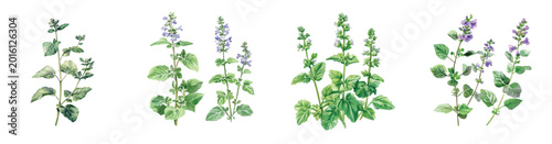 Fotografija Flower collection, Set of catnip herb paintings, Minimal yet artistic elements for creative designs