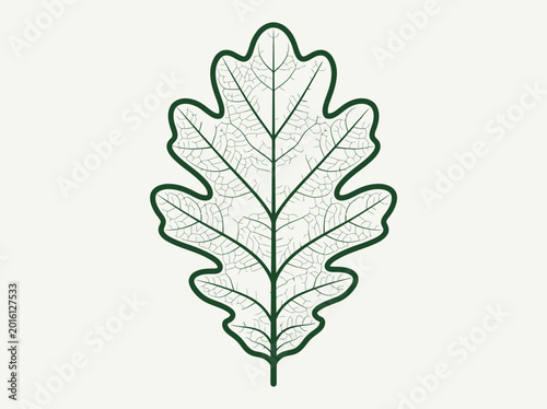 Minimalist Oak Leaf Botanical Illustration with Detailed Vein Structure and Lobed Edge Graphic