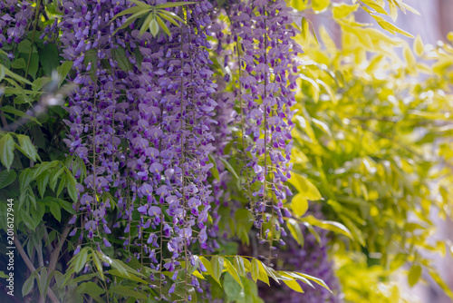 Selective focus of purple flowers Wisteria sinensis or Blue rain, Chinese wisteria is species of flowering plant in the pea family, Its twisting stems and masses of scented flowers in hanging racemes.