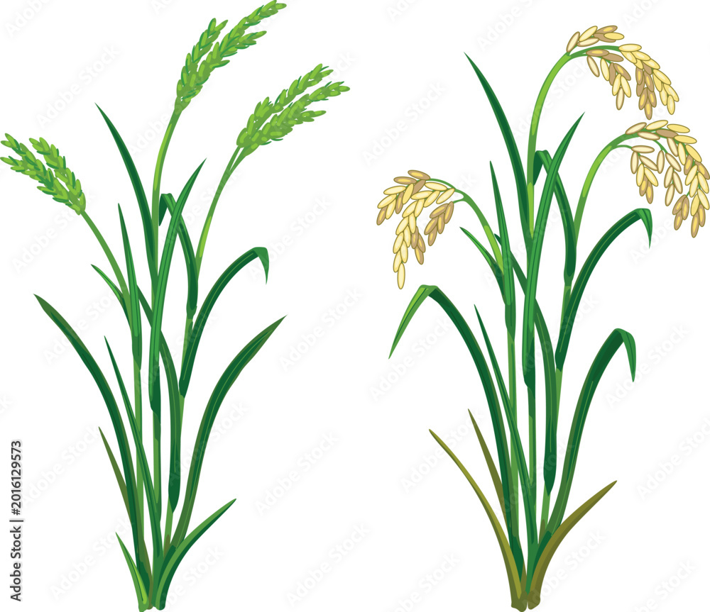 Obraz premium Comparison of unripe and ripe rice plants (Oryza sativa), vector illustration of green and golden cereal ears, botanical growth stages isolated 