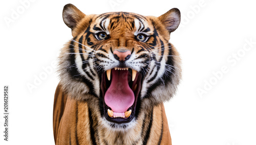 Photos Fierce tiger roaring with bared teeth and tongue, isolated on transparent backgr