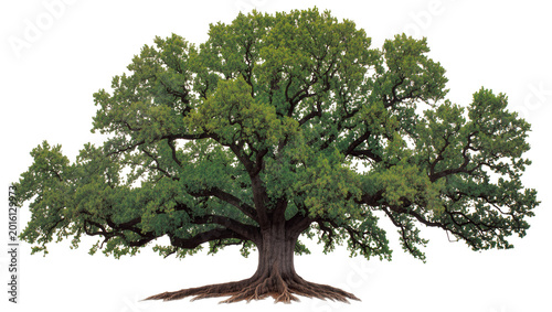 Bild auf Leinwand Majestic ancient oak tree with sprawling branches and exposed roots, isolated on