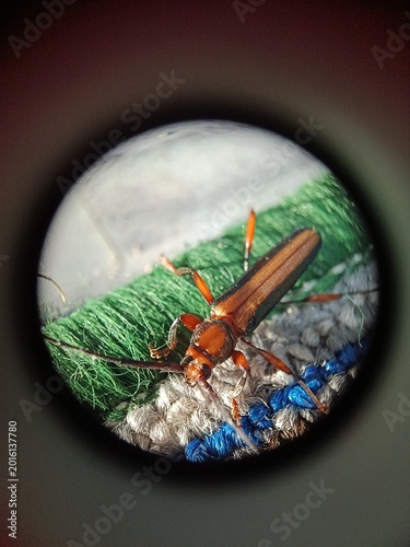 Photos Macro shot of a brown longhorn beetle (Cerambycidae) crawling on textured fabric, viewed through a circular lens