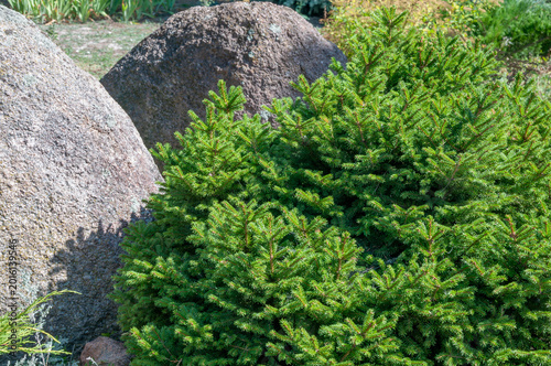 фотографія Large grey natural stones among creeping green juniper bushes in a sunny landsca