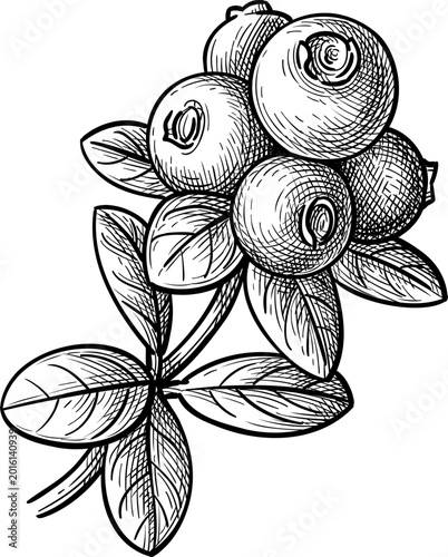 Cuadro en lienzo Lingonberry sprig with berries and leaves