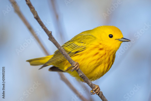 a yellow warbler perched on a branch