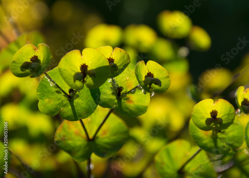 Blüten einer Wolfsmilch im Gegenlicht