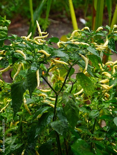 Fresh Green Chili Peppers Growing in a Lush Garden Setting With Dew