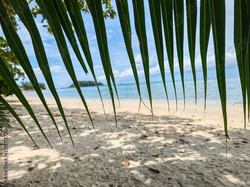 Tranquil Tropical Beach View Through Palm Leaves on a Sunny Day