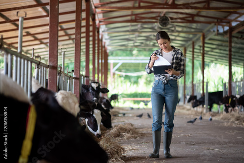 Young Asian female farmer using tablet while inspecting dairy cows in barn. Smart farming technology, livestock monitoring, and modern agriculture concept.