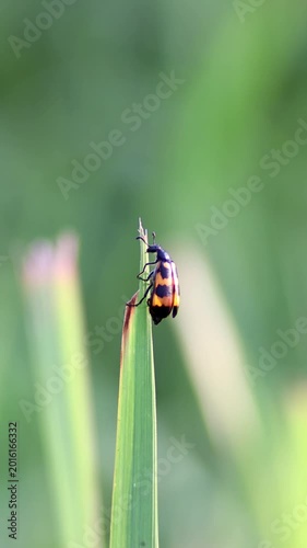 Macro shot of Blister Beetle, Hycleus rouxi
