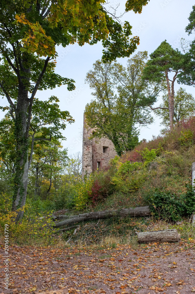 Obraz premium Ancient stone tower of Haut-Ribeaupierre castle ruins in autumn forest. Medieval fortress hidden among green and yellow trees on a hilltop in Alsace, France.