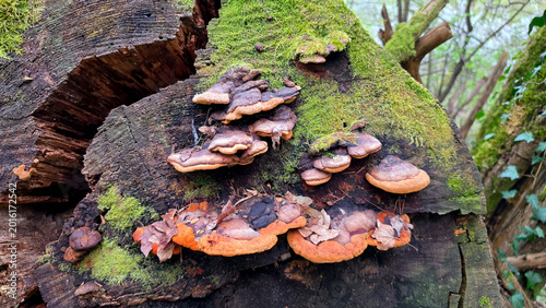 Tableau sur toile Detailed view of orange and brown resinous polypore fungi on a mossy decaying lo