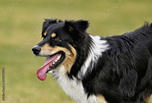 Mixed breed dog between Border Collie and Australian Shepherd jumps across meadow, Switzerland