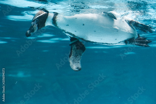 Bild auf Leinwand Humboldt penguin swimming underwater