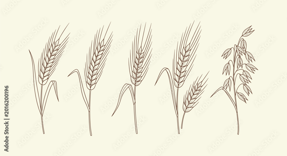 Εκτύπωση καμβά Vintage hand drawn cereal crops botanical illustration set wheat barley rye and