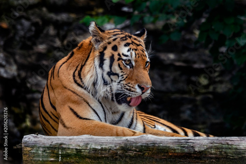 Foto Siberian tiger at the beam. Latin name - Panthera tigris altaica