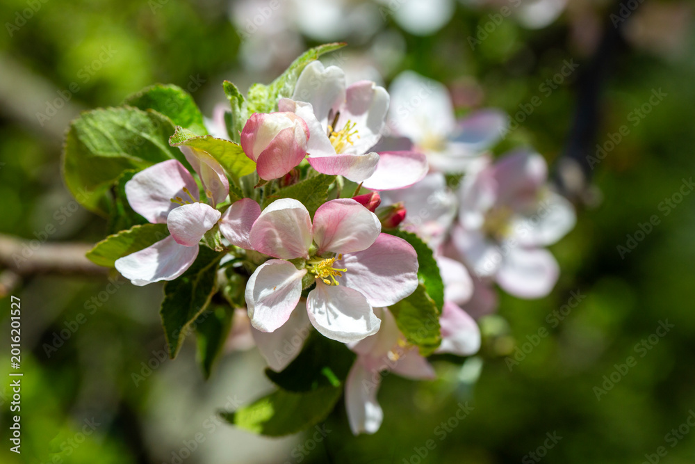 Fototapeta premium Close-up of Delicate Pink and White Apple Blossoms in Spring Orchard