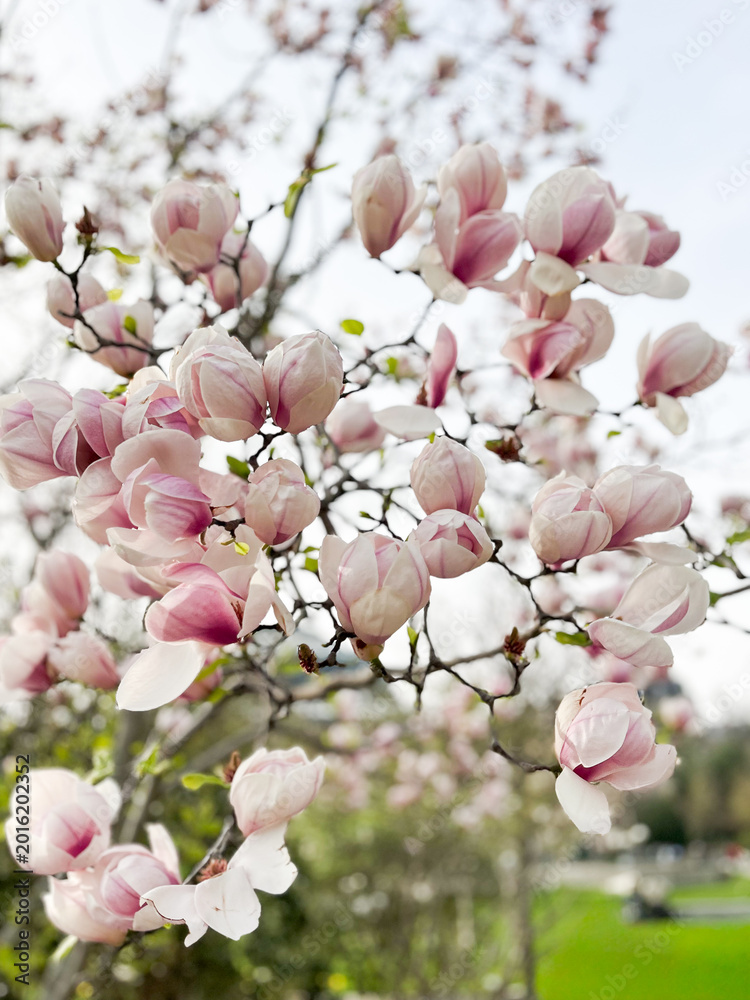 Φωτογραφία Pink magnolia flowers blooming on spring branches with soft natural background,