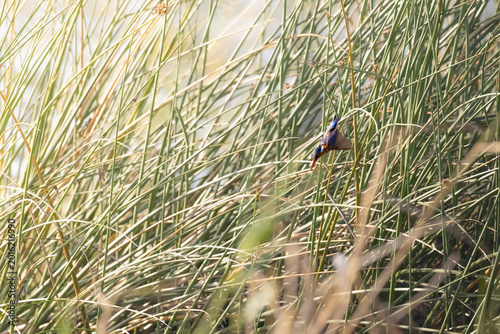 Bild auf Leinwand Malachite Kingfisher Side View Diving for Fish