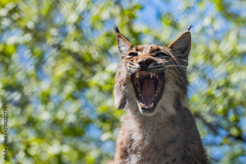 Hissing Lynx