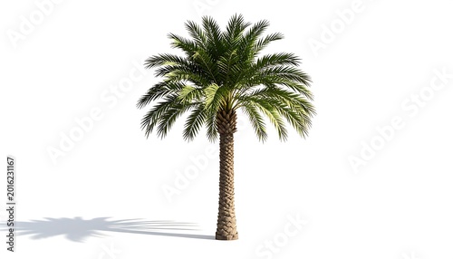 A single palm tree against a plain white background.  Its slender, light-brown trunk rises vertically, topped by a dense crown of dark-green fronds.  A shadow is cast beneath the tree