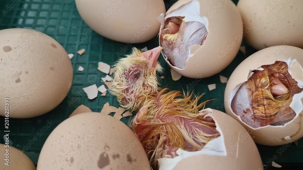 Close-up miracle of life as tiny chicks begin to hatch from their eggs ...