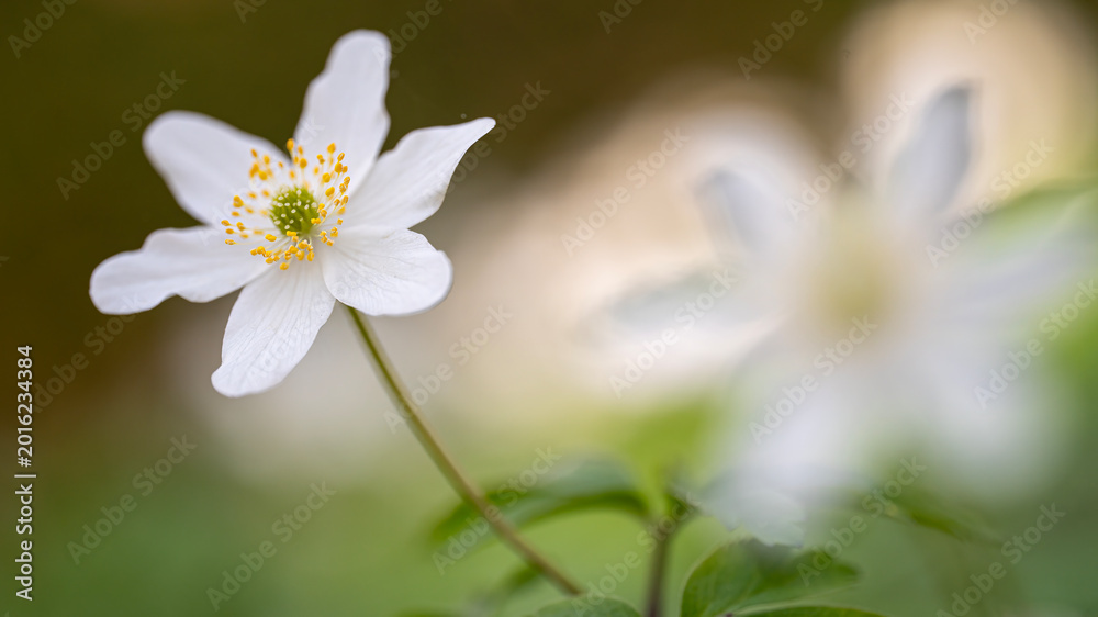 Fototapeta premium Anemone nemorosa, the beautiful and so attractive wild anemone,...now it's spring!
