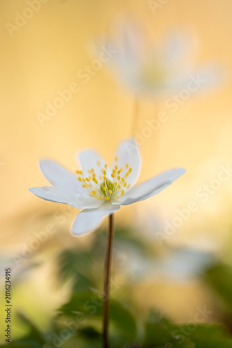 Anemone nemorosa, the beautiful and so attractive wild anemone,...now it's spring!